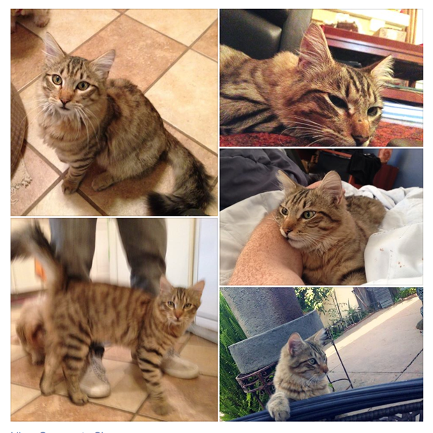 lost cat 1