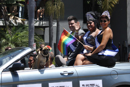 pug-in-car-pride2014