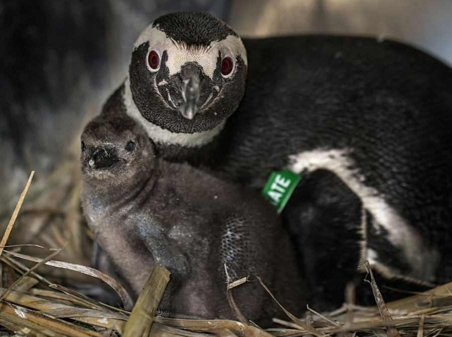 Penguins02