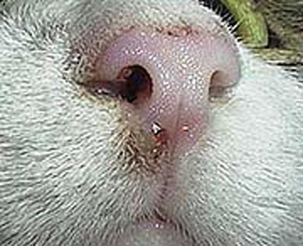 Lump on nose