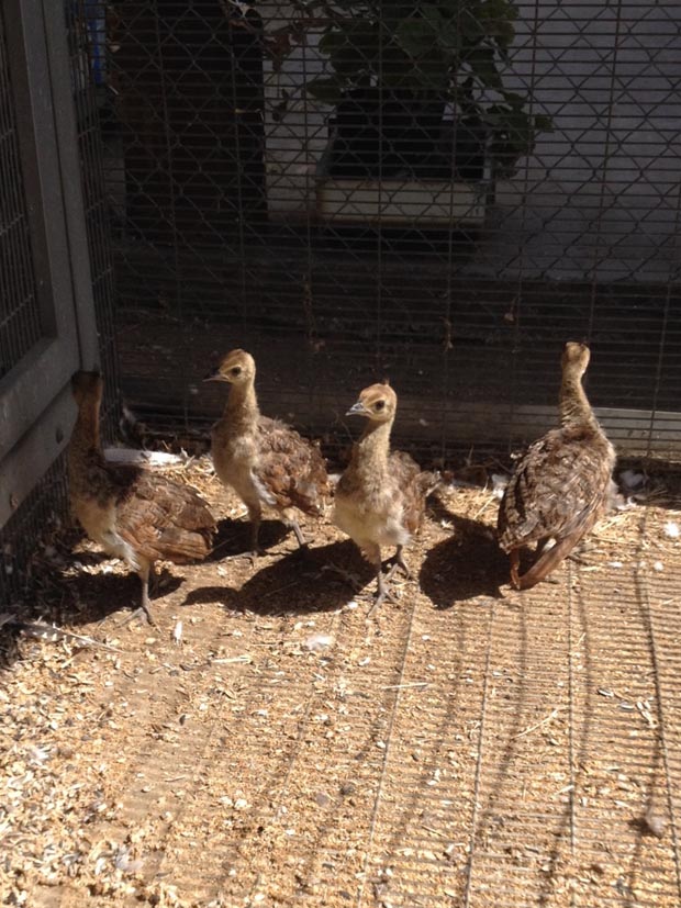 peachicks