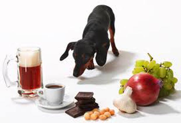 Dangerous-Foods 1