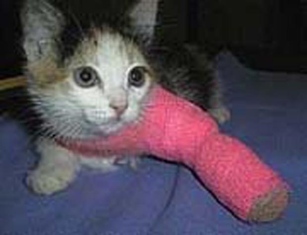 Feline medicine