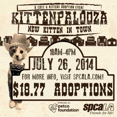 KittenPalooza