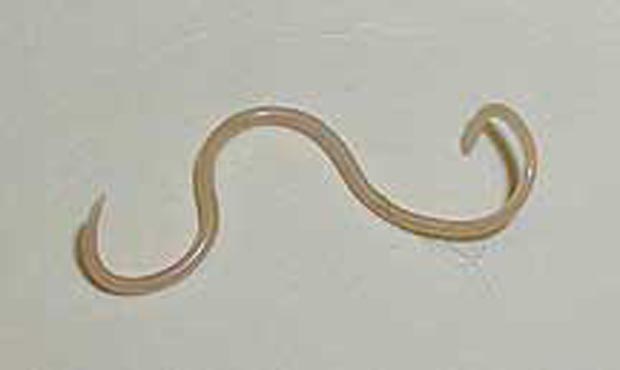 Parasite--roundworm