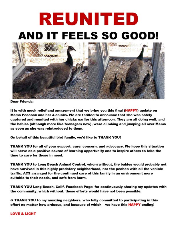 Peahens