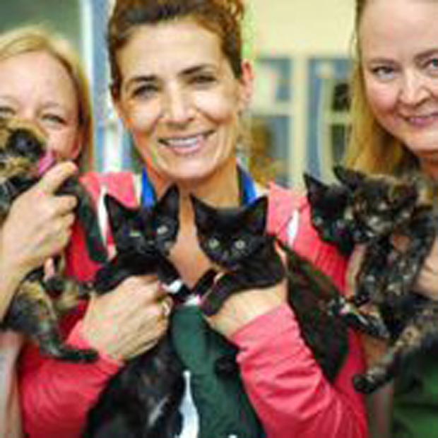 Volunteers and a kindle of kittens