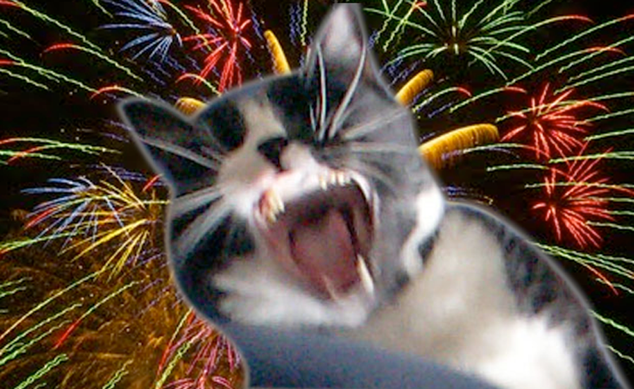 cat fireworks