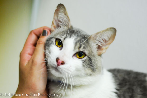 A526786  Hawkeye 2 years old
