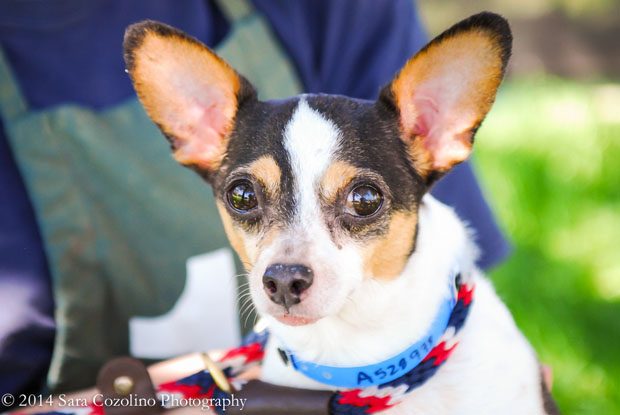 A528978 Bandit 7 years old
