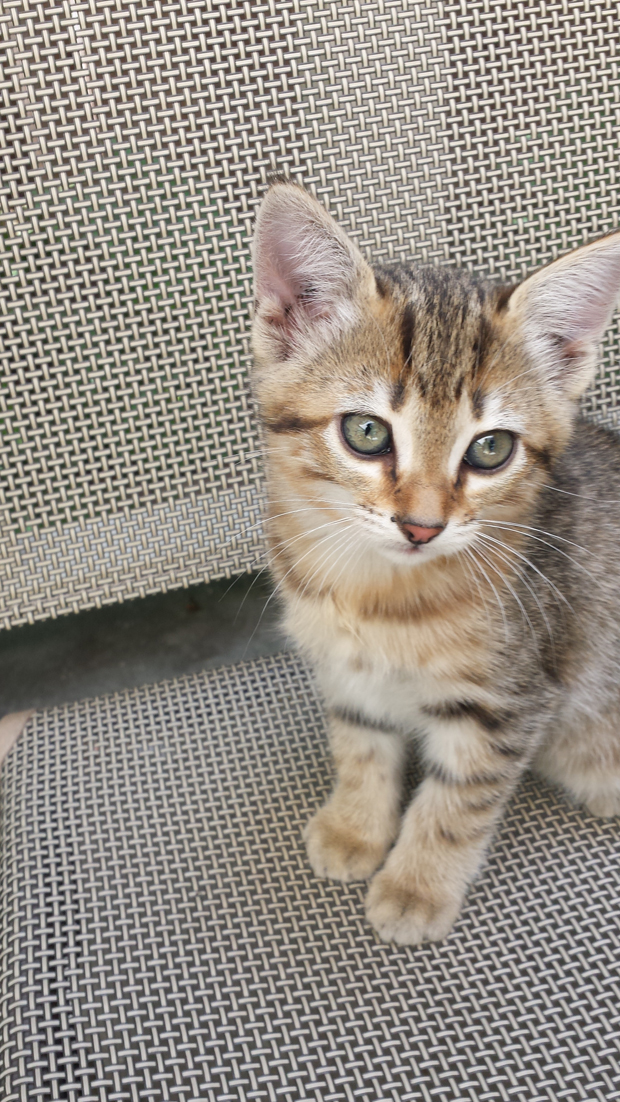 Brownie Aug 2014