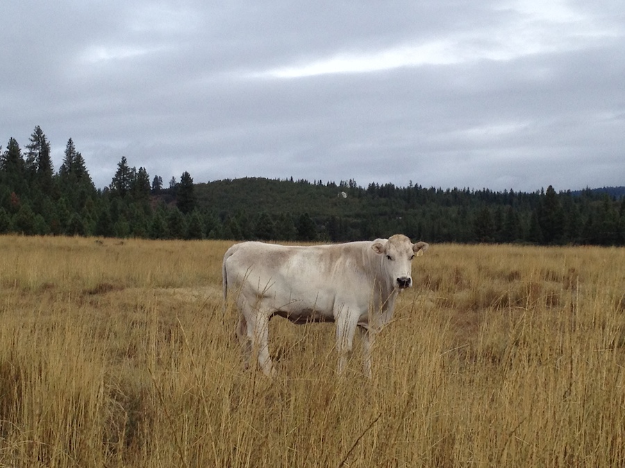Chianina