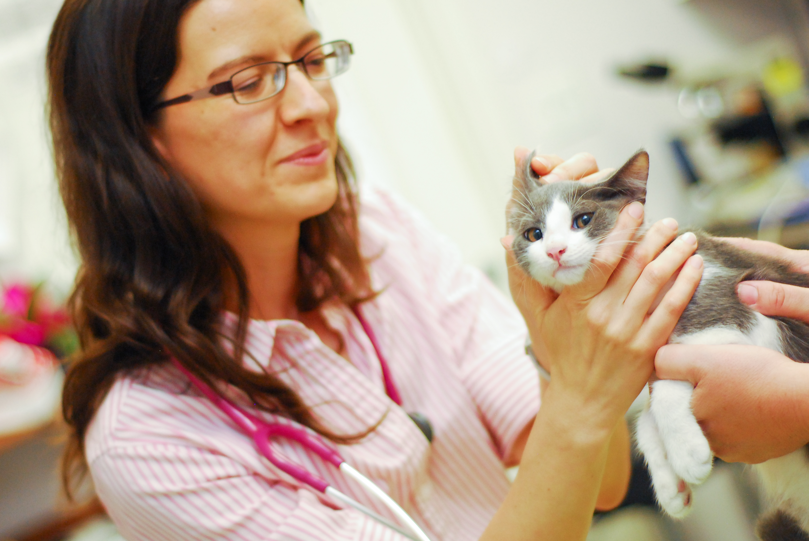 Dr. Natasha Wood Prepping a Kitty