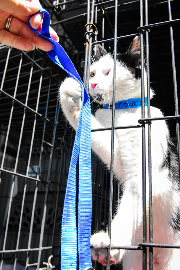 Silly playful van cat with leash