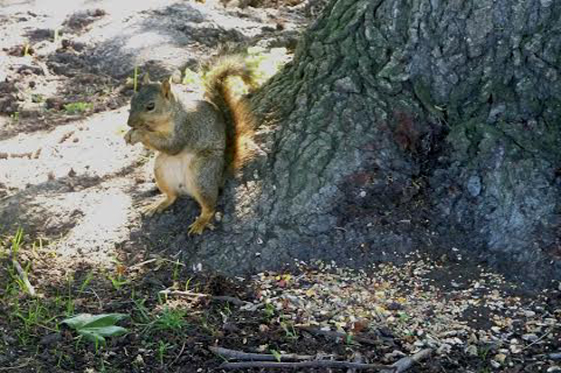 Squirrel
