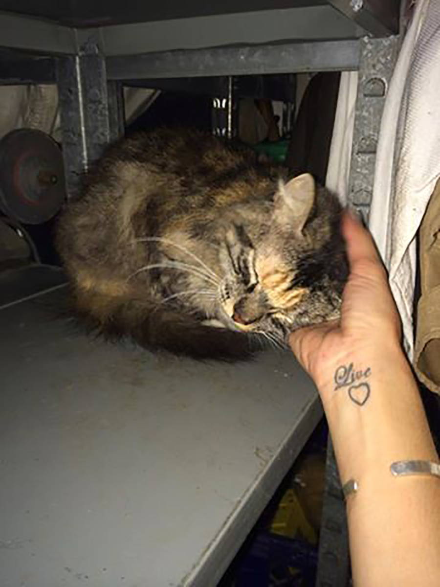 abandoned-cats-1