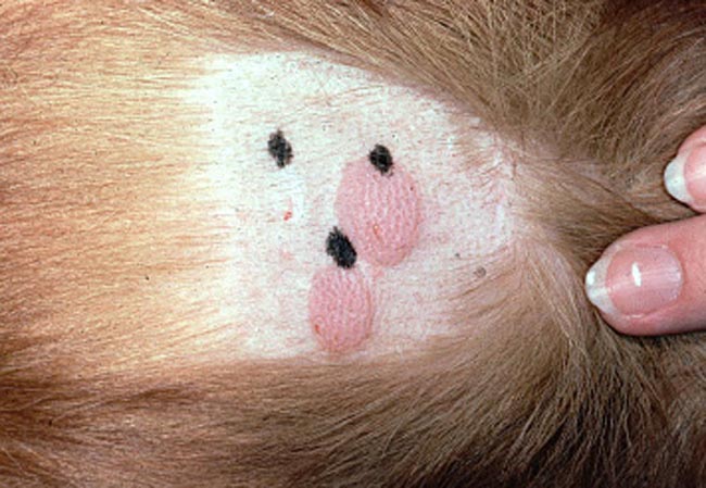 cki flea img06