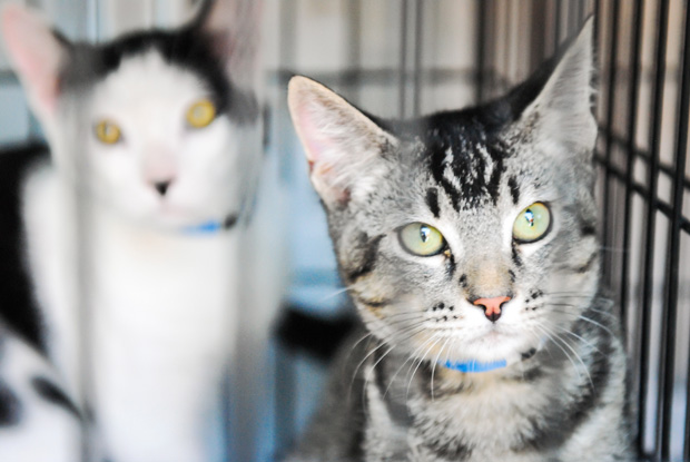 kittens