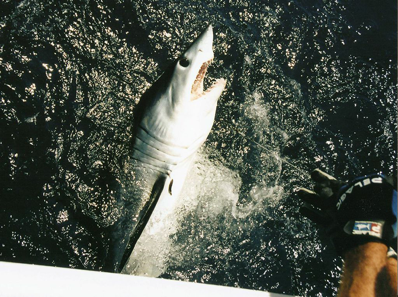 shark3
