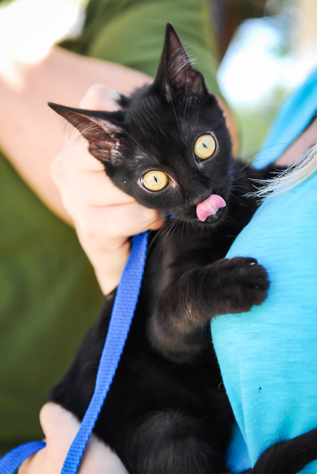 tongue