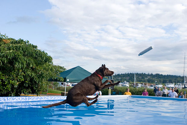 Dog-Dock-Diving-Full
