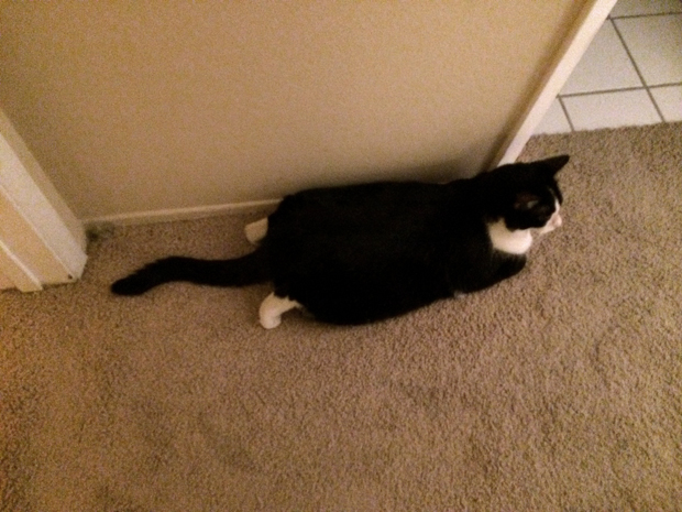 Fat Eunice