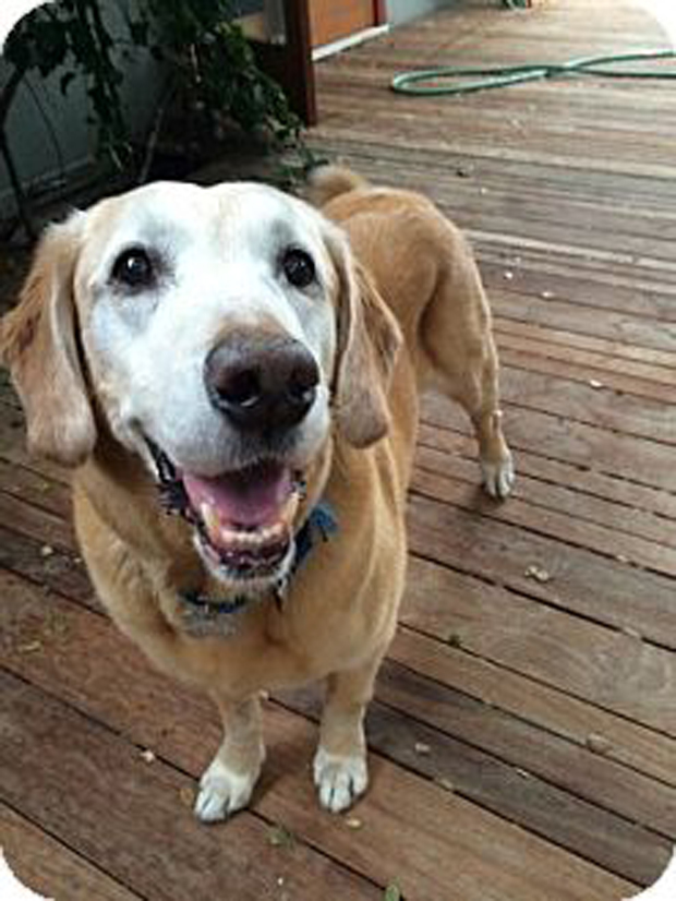 Jesie Southern California Lab REscue