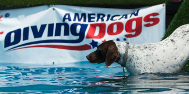 Press-Diving-Dogs-400x200