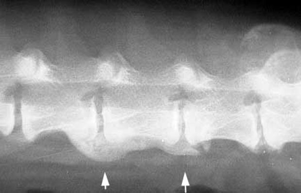 dog-arthritis