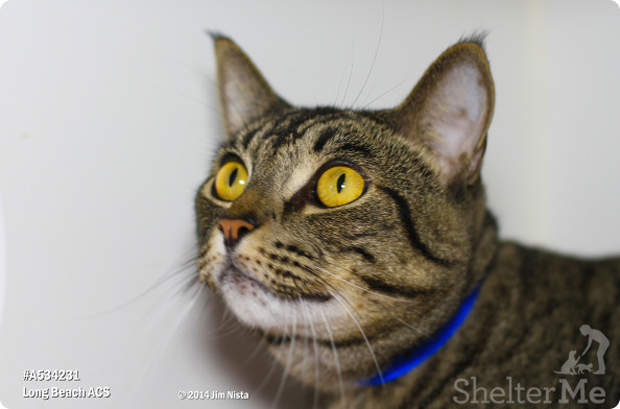 Mac Oct. 5 Pet of the Week