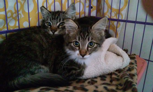 Martini and Olive