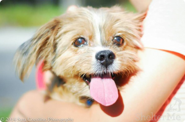 Mr. Shaggy Nov. 20 Pet of the Week