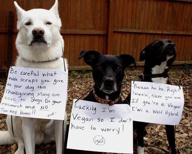 thanksgiving reminder dogs
