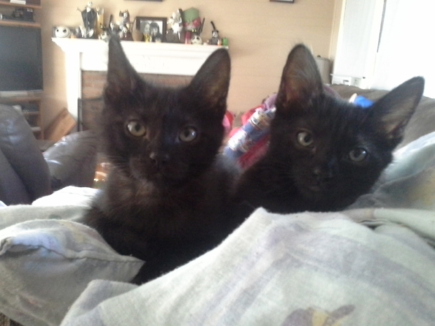 Rem and Ryuk 18 mo