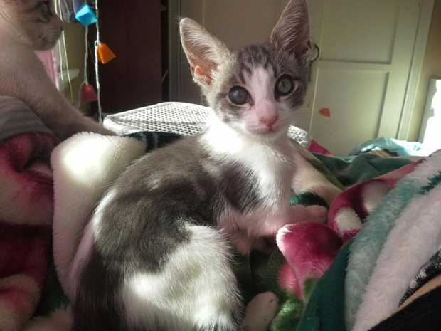 Tom 10 weeks