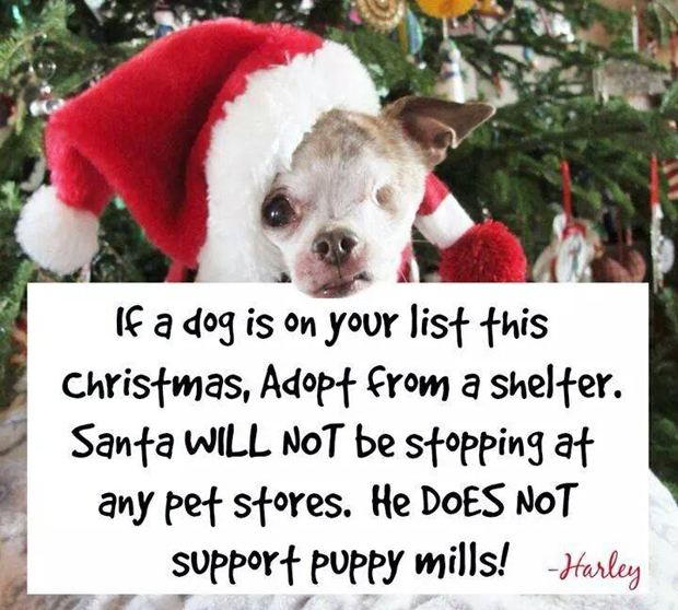 no adopting from pet stores