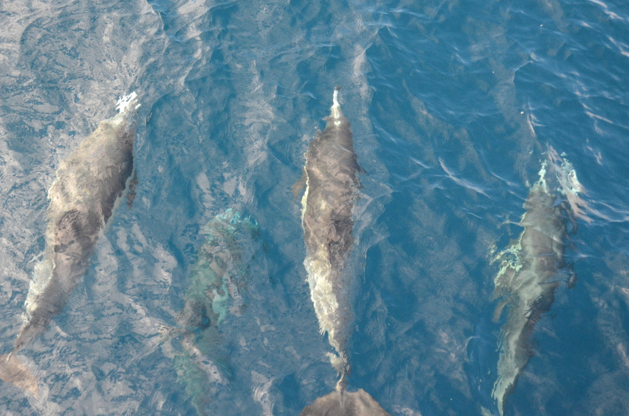 whale5