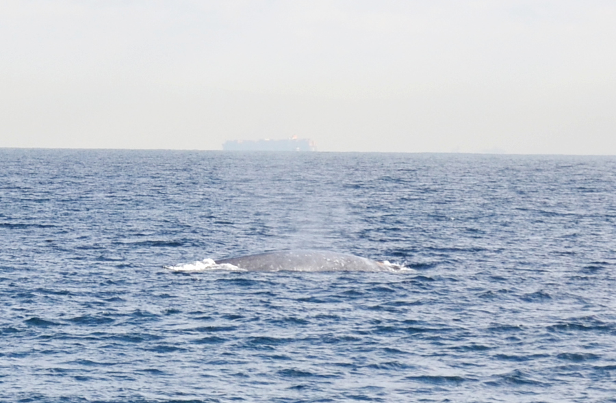 whale6