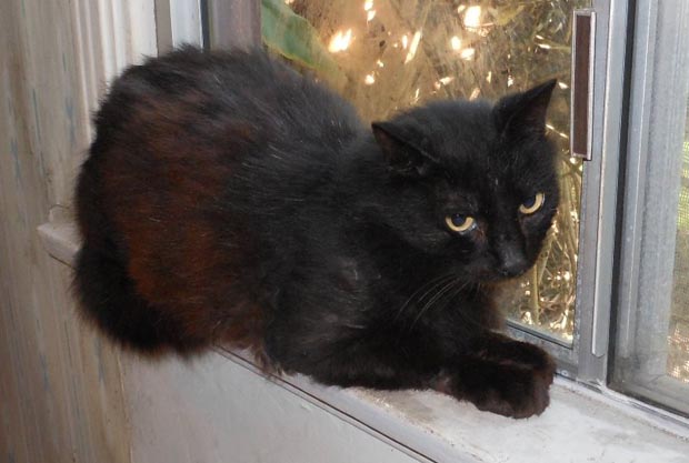 Blackie2