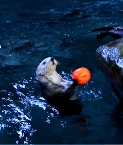 otter1