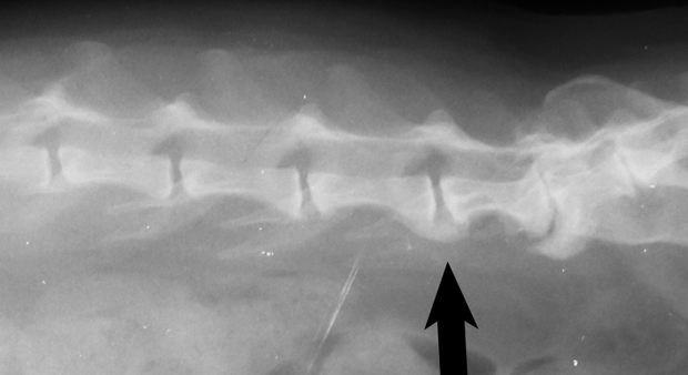 arthritis copy