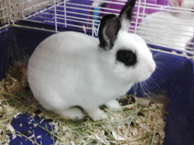 sweetpea