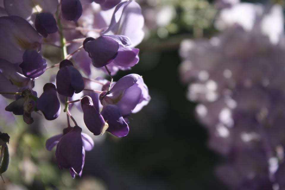 wisteria