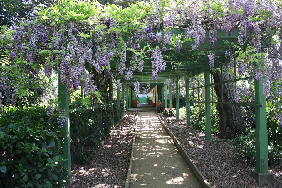 wisteria1