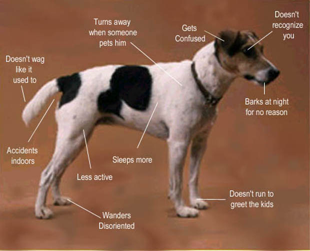 dementia in pets