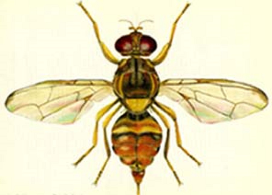 guava fruit fly image