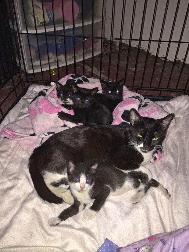 Beauty and her babies