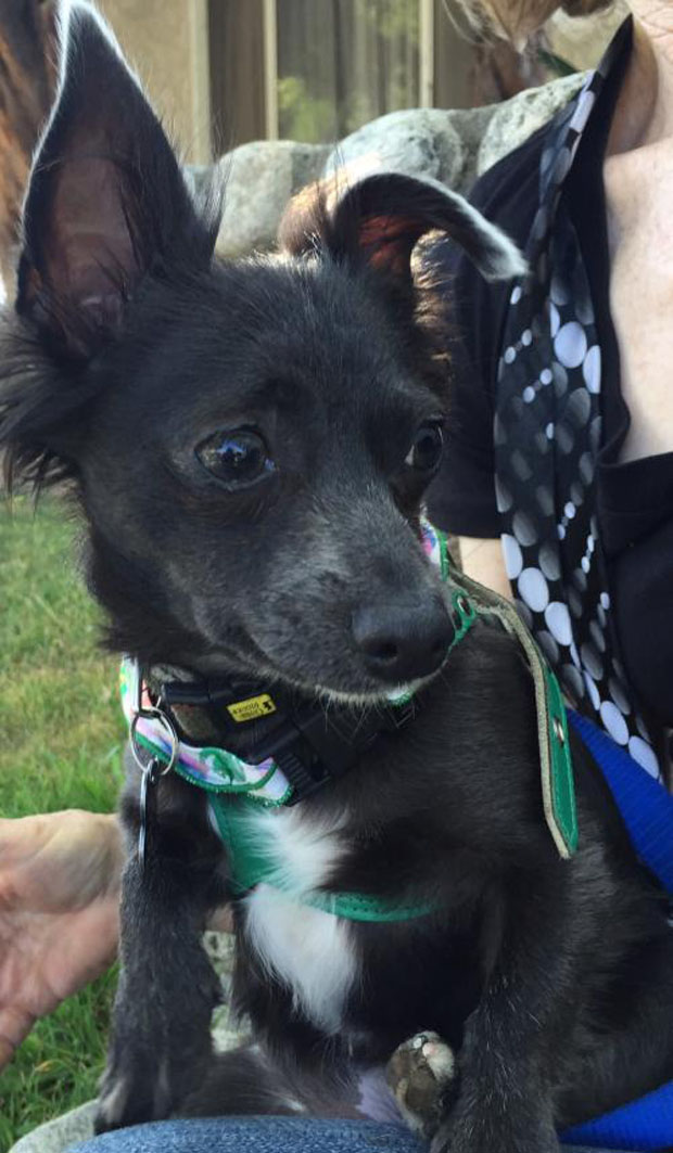 Minnie--Papillon and Chi mix from WeCare