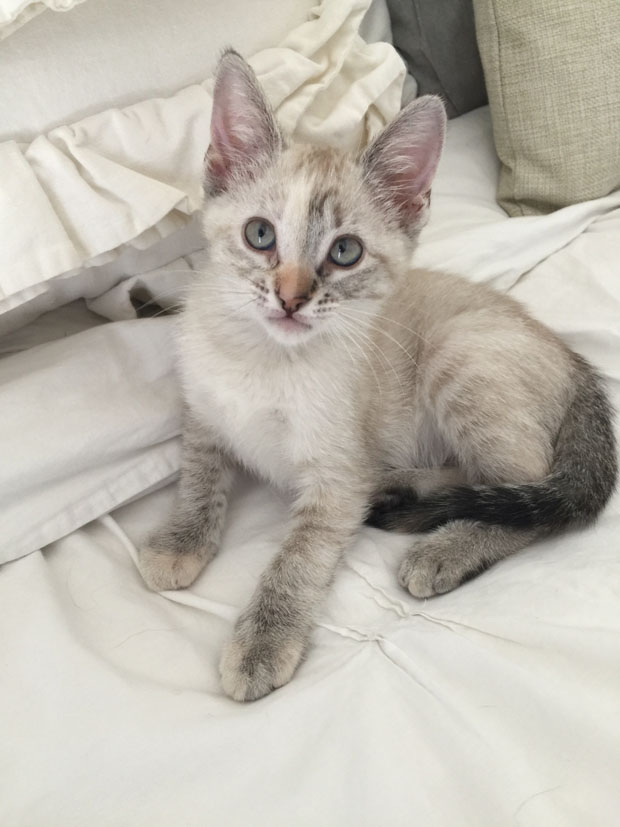 Odette