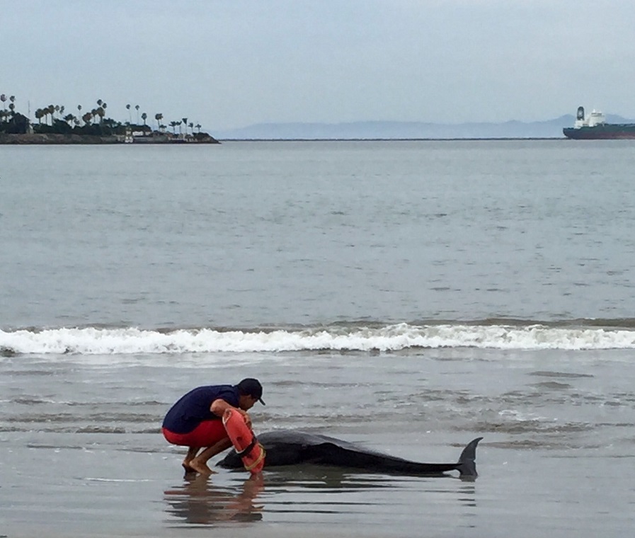 dead dolphin